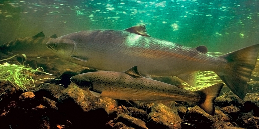 Endangered Salmon
